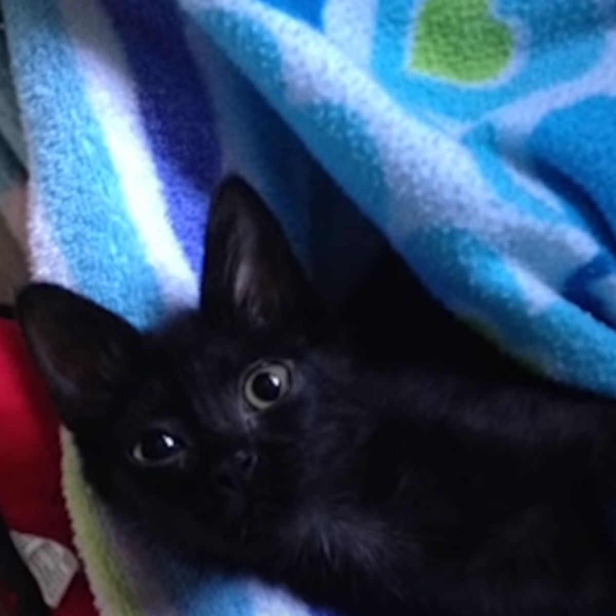 adorable black kitten
