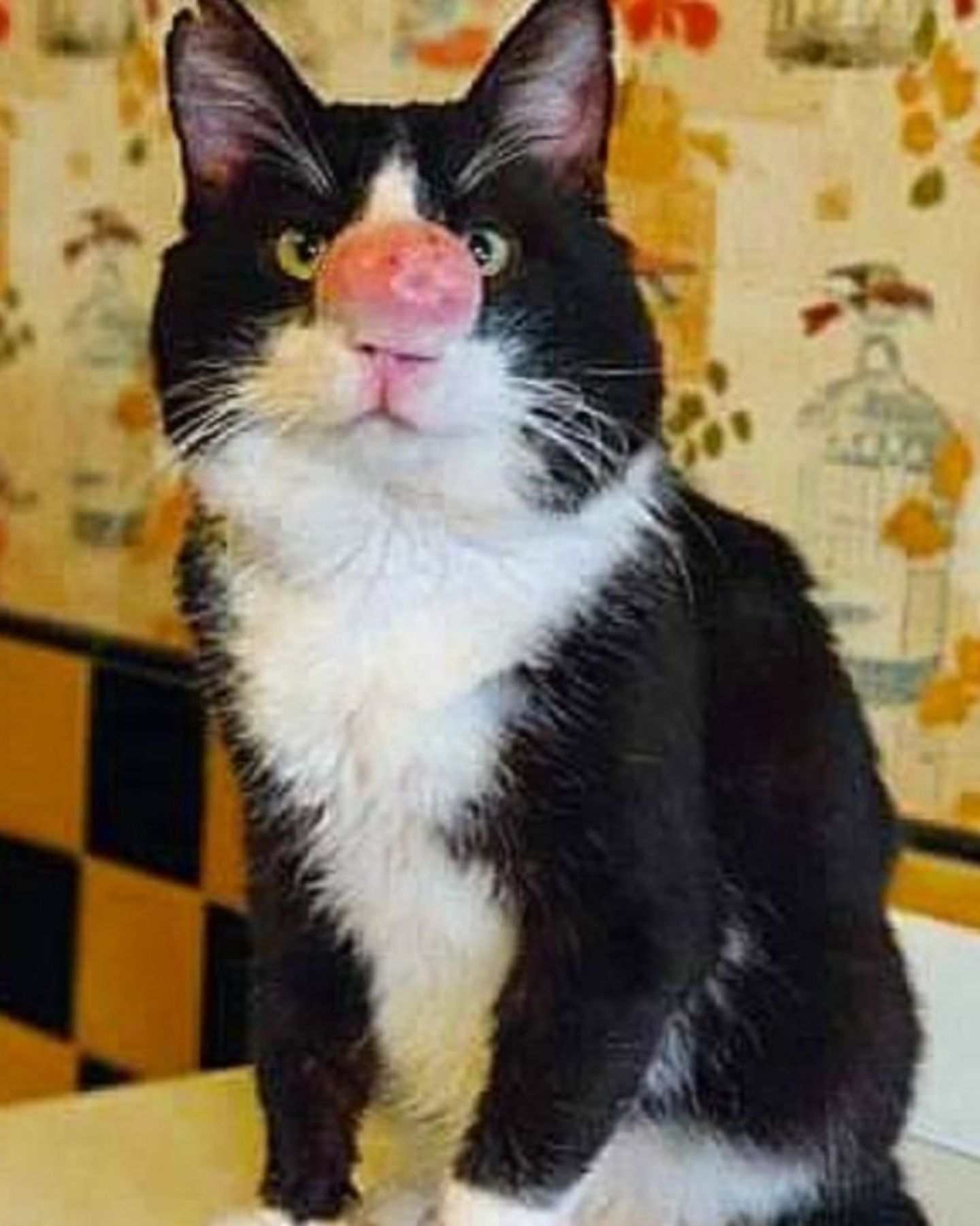 adorable cat with a growth on his nose