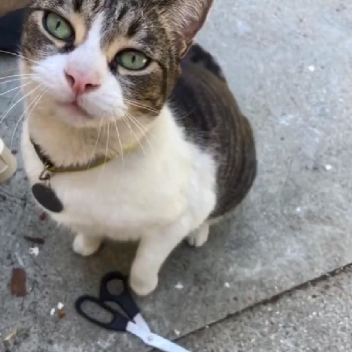 adorable cat