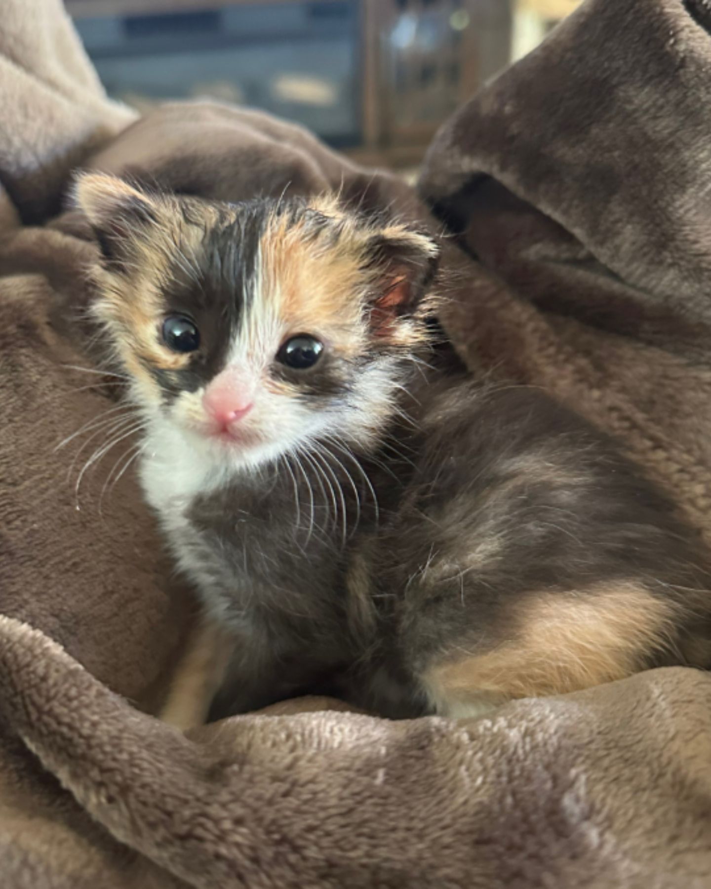 adorable colorful fluffy kitten