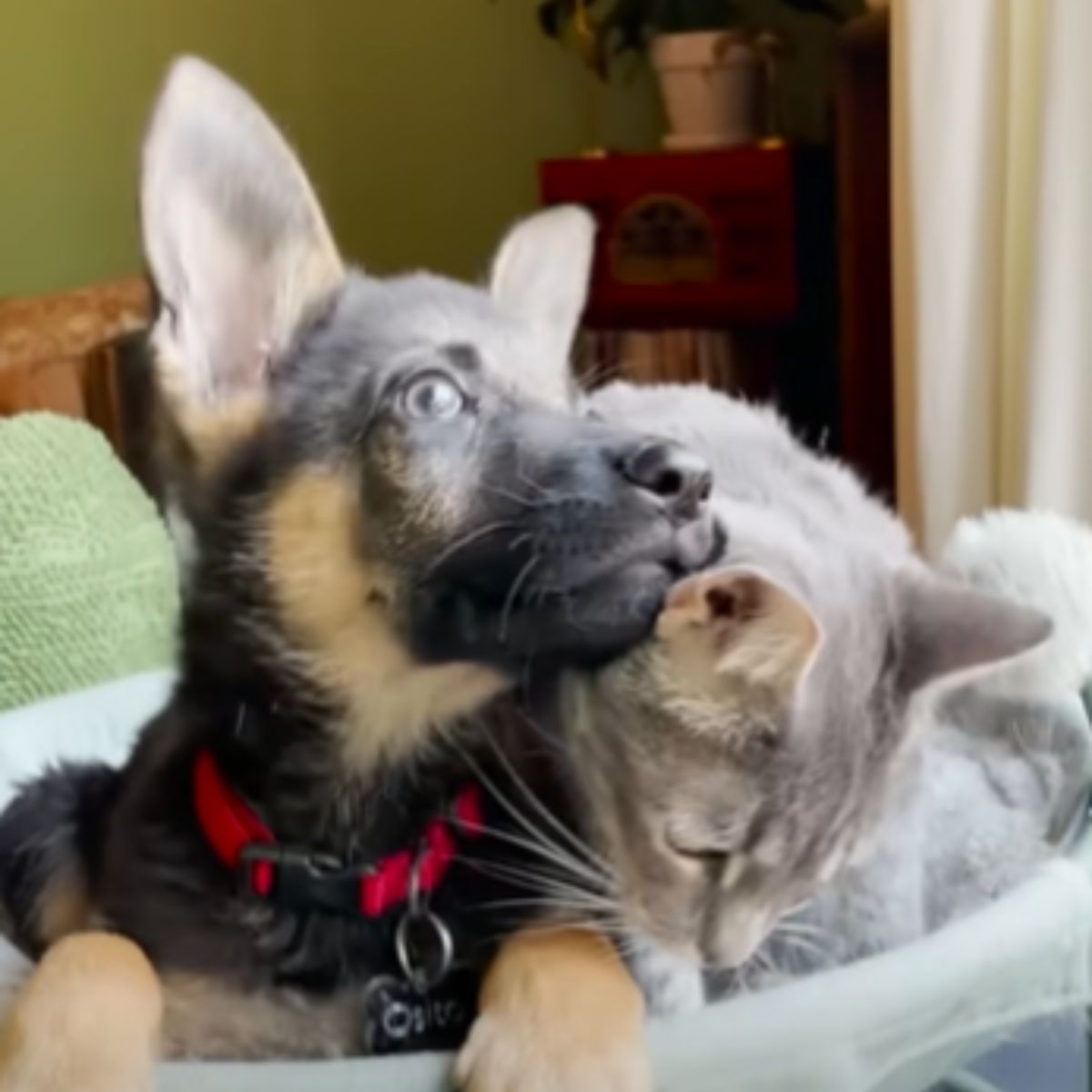 adorable dog and cat