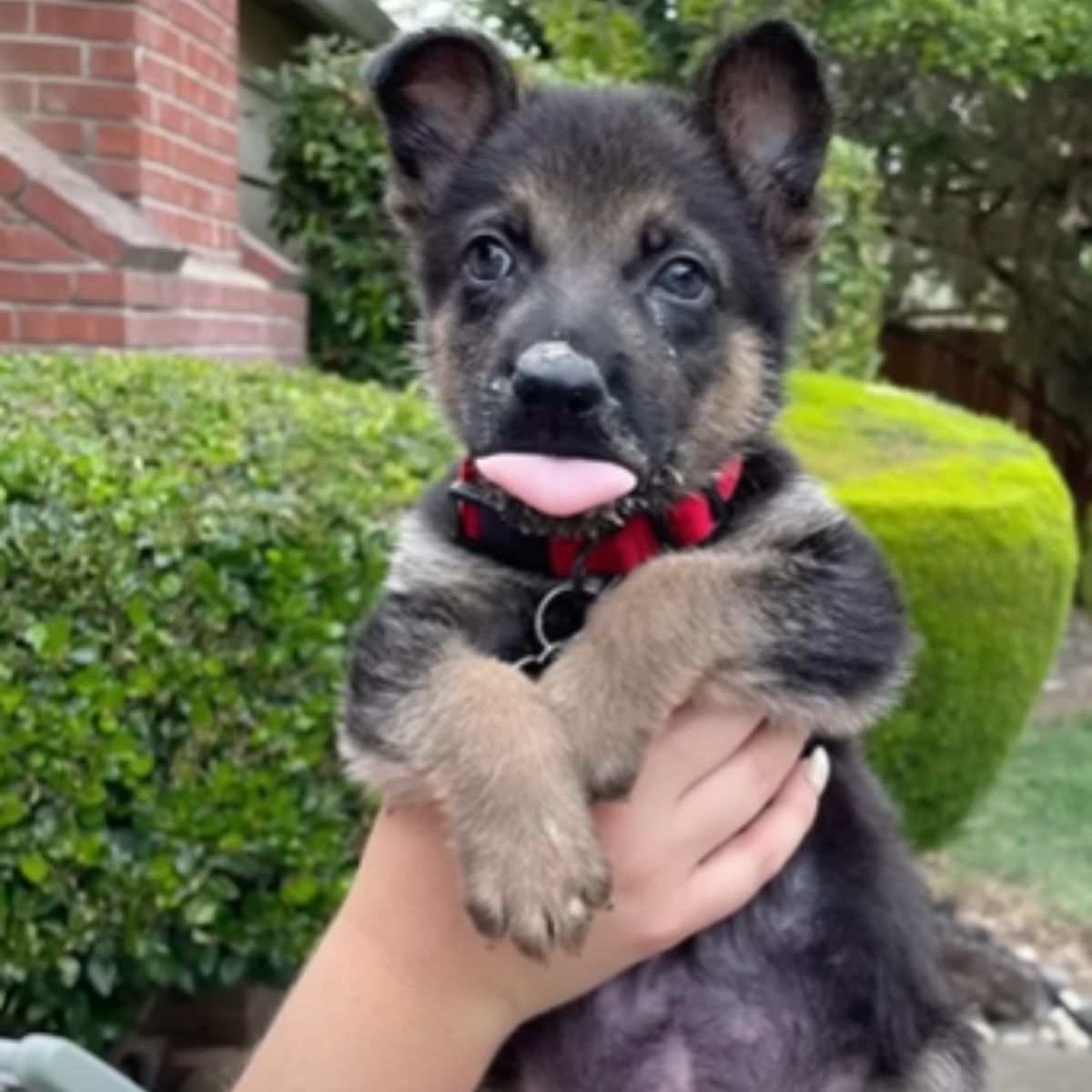 adorable dog