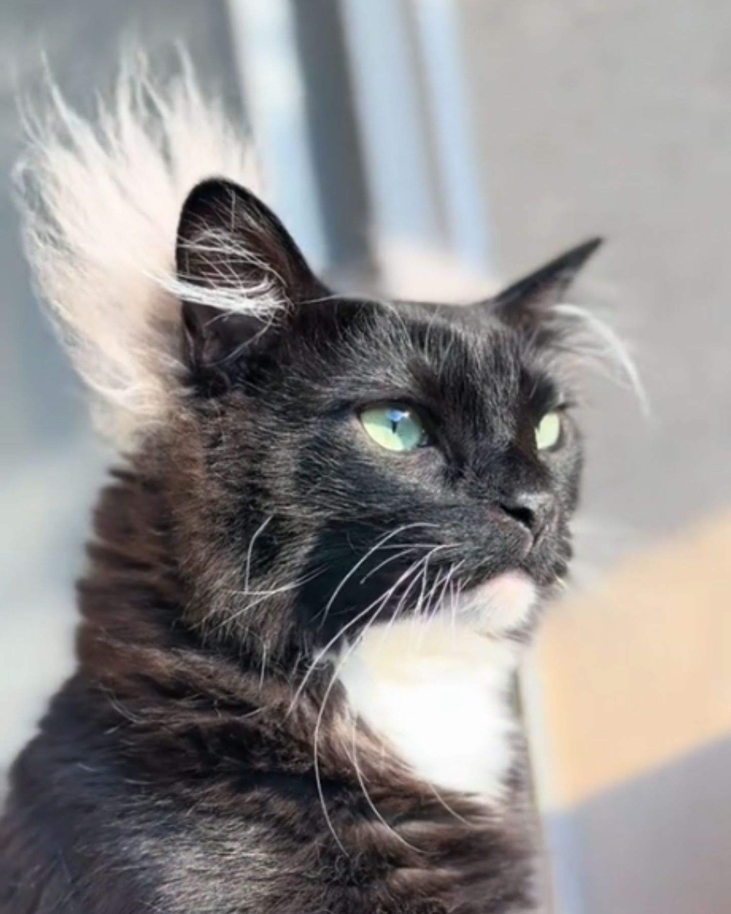 adorable fluffy cat
