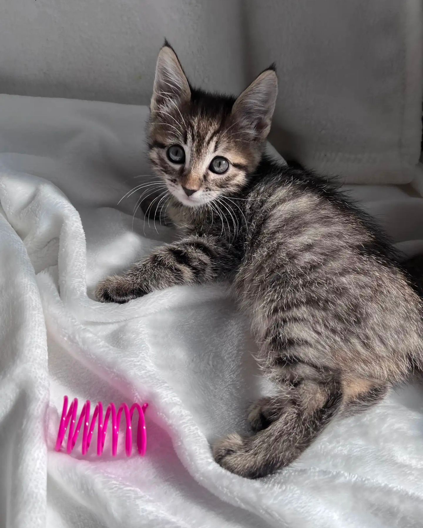 adorable fluffy kitty