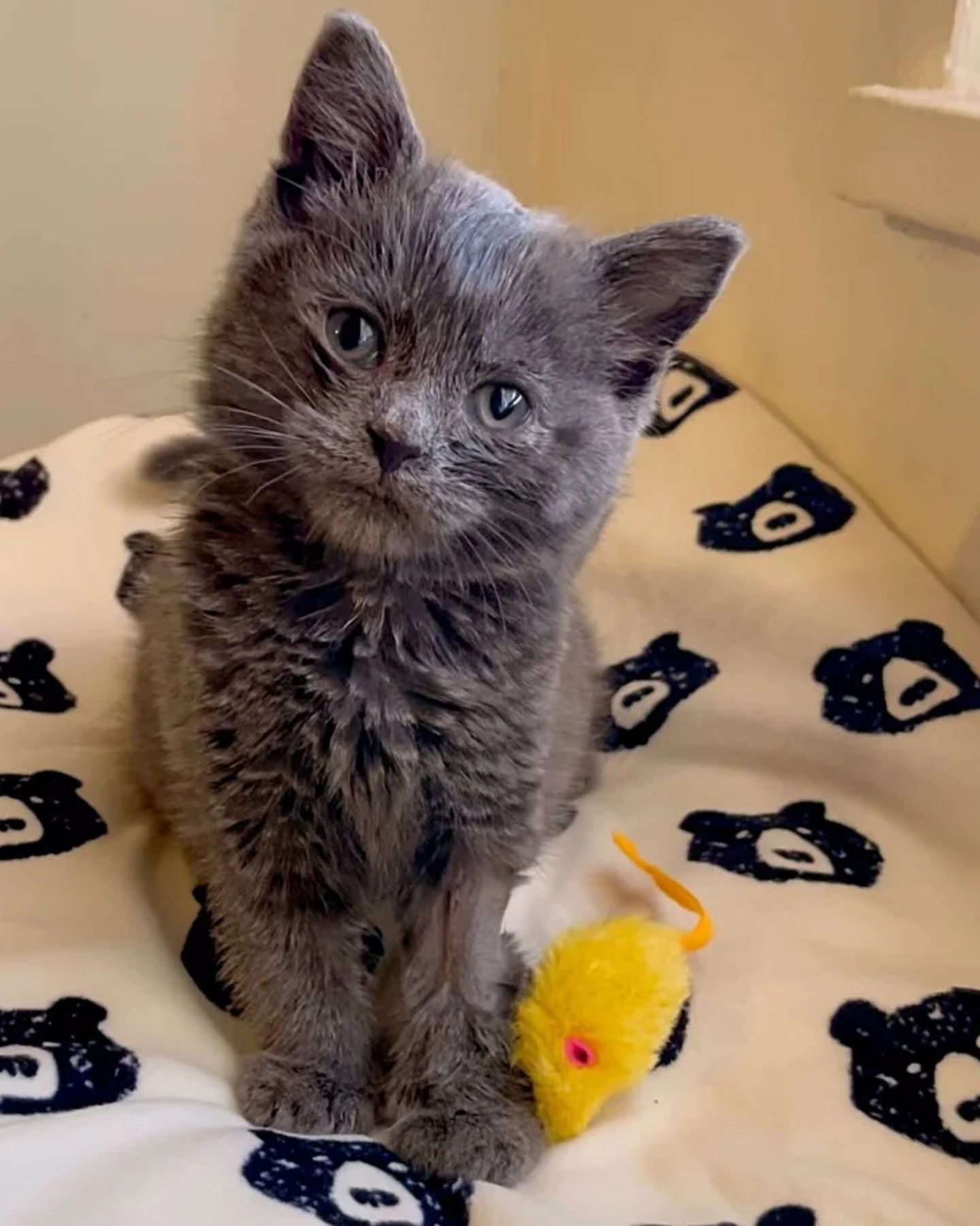 adorable fluffy kitty