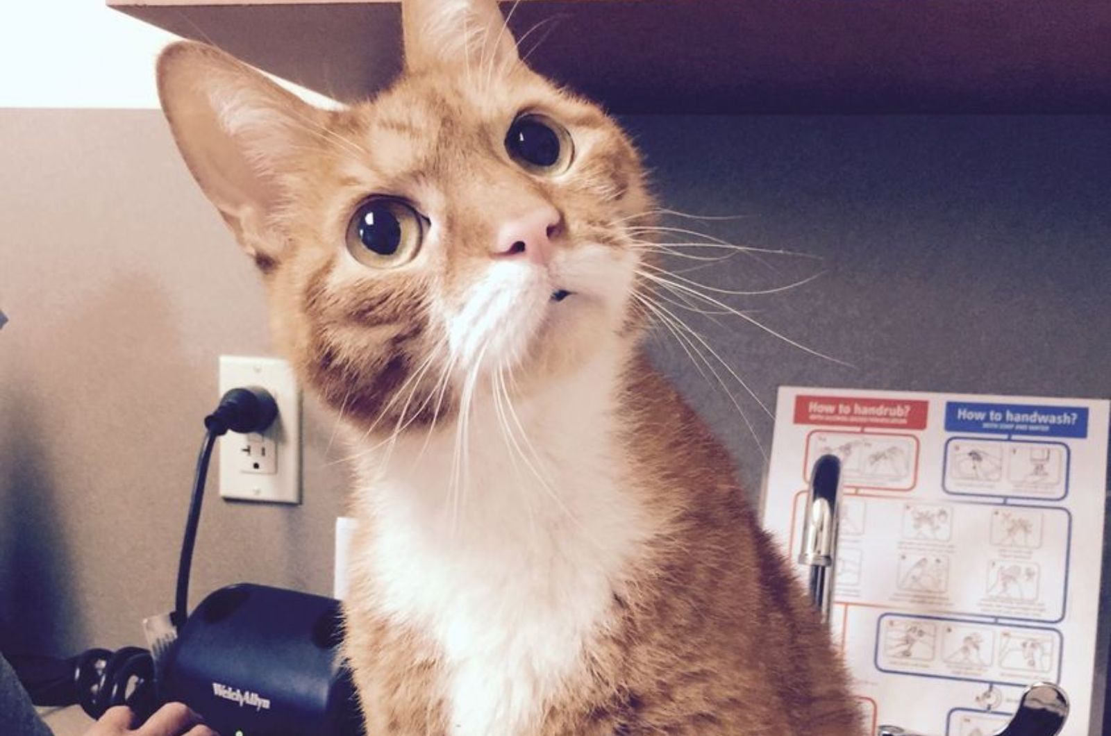 adorable ginger cat face