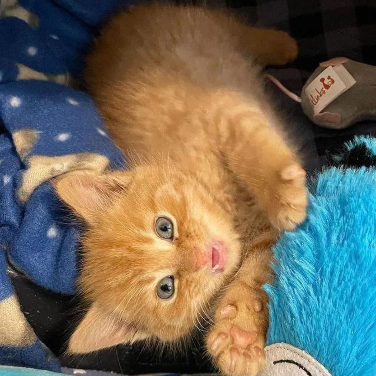 adorable ginger kitten