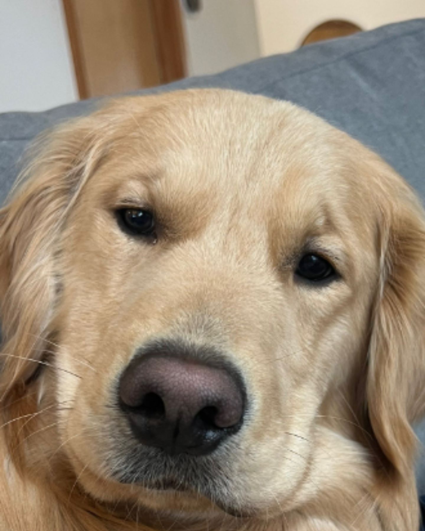 adorable golden retriever