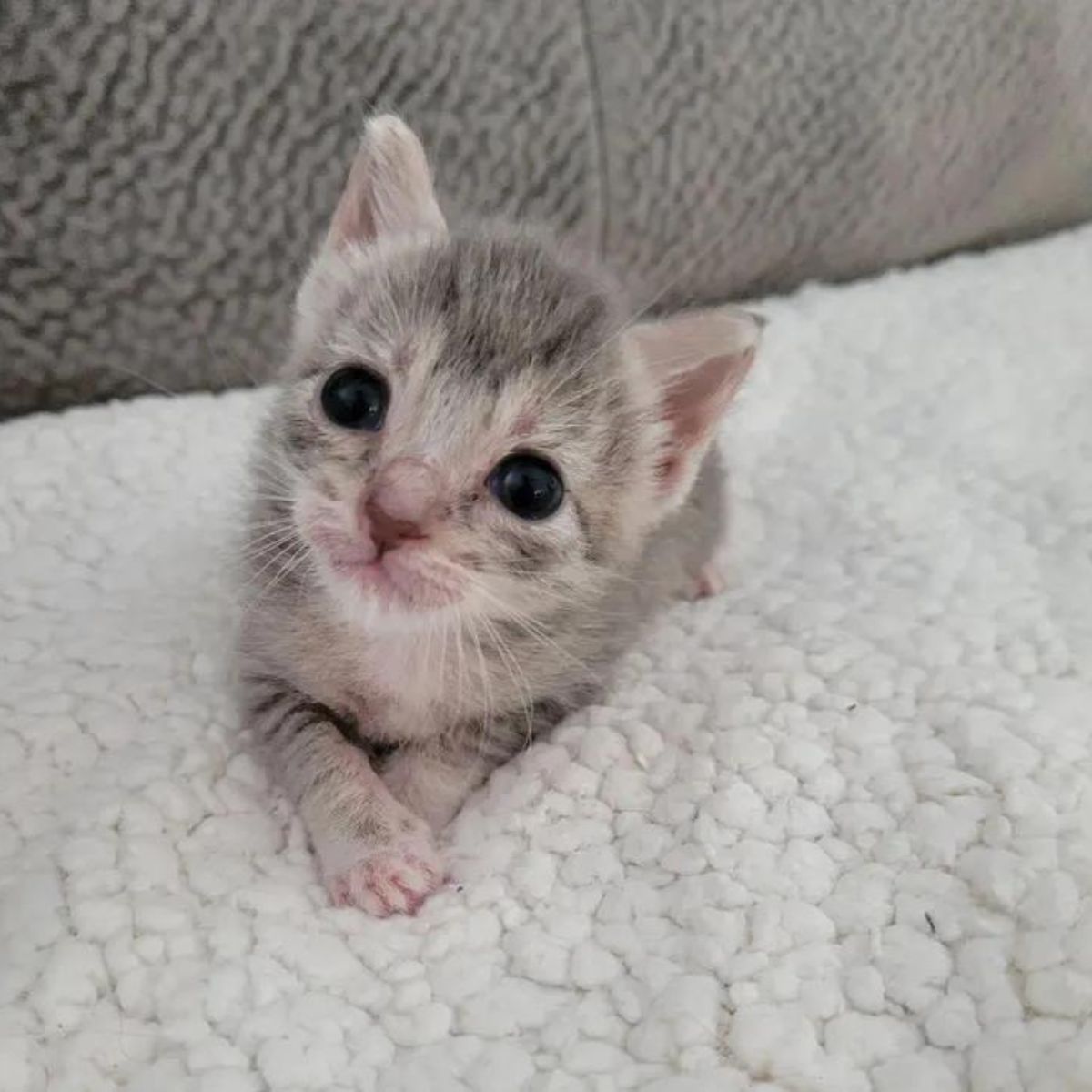 adorable gray kitten