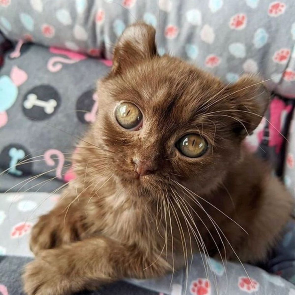 adorable kitten with teddy bear ears