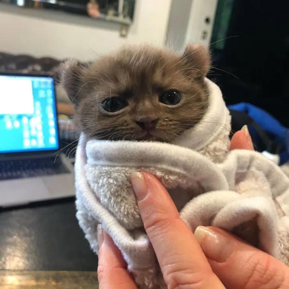 adorable kitten wrapped in a towel