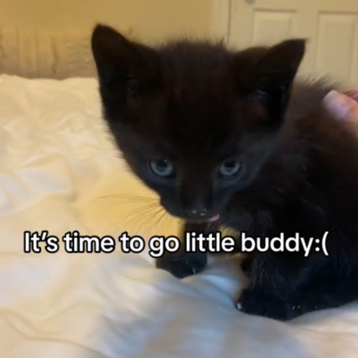 adorable little black kitten