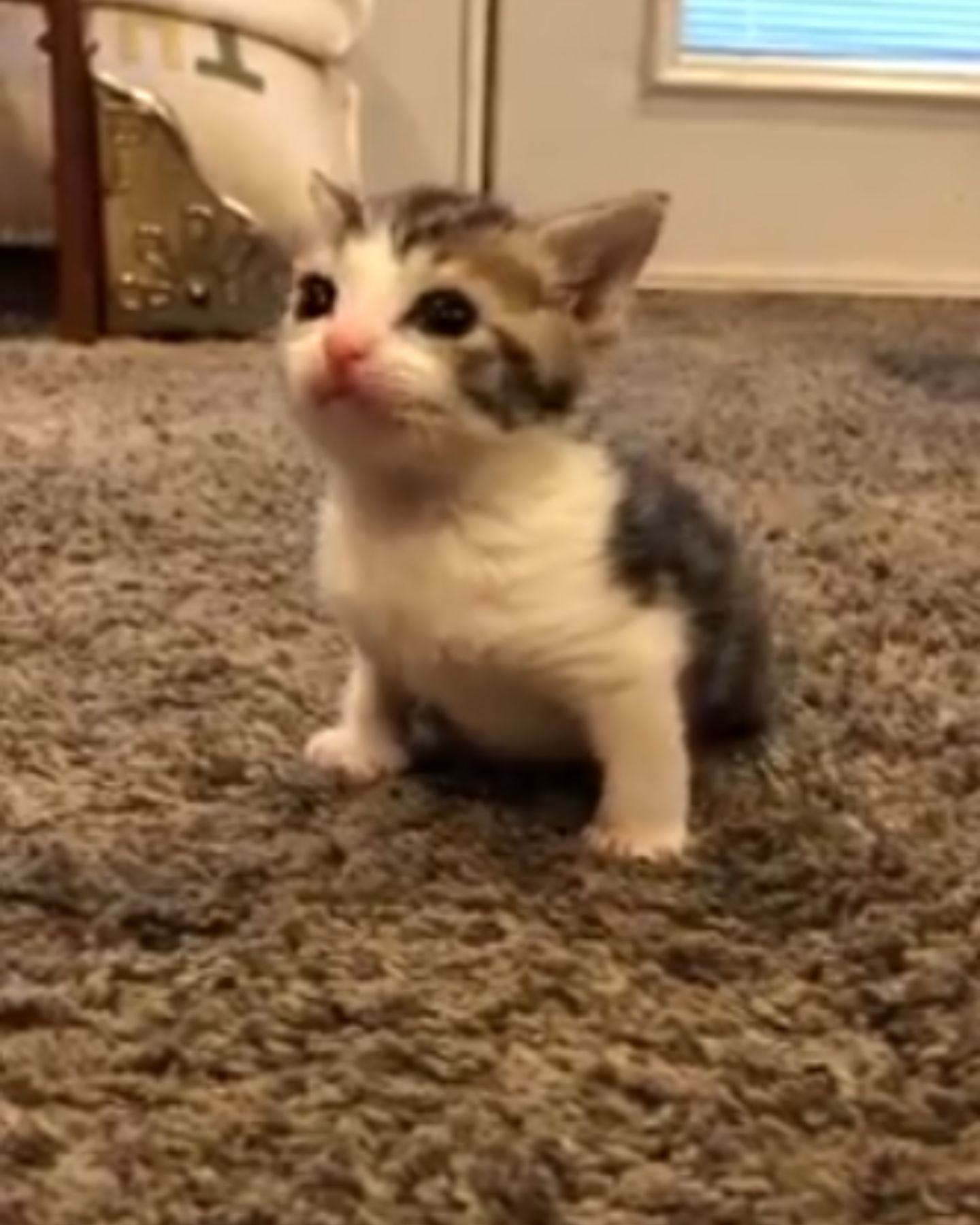 adorable little kitten
