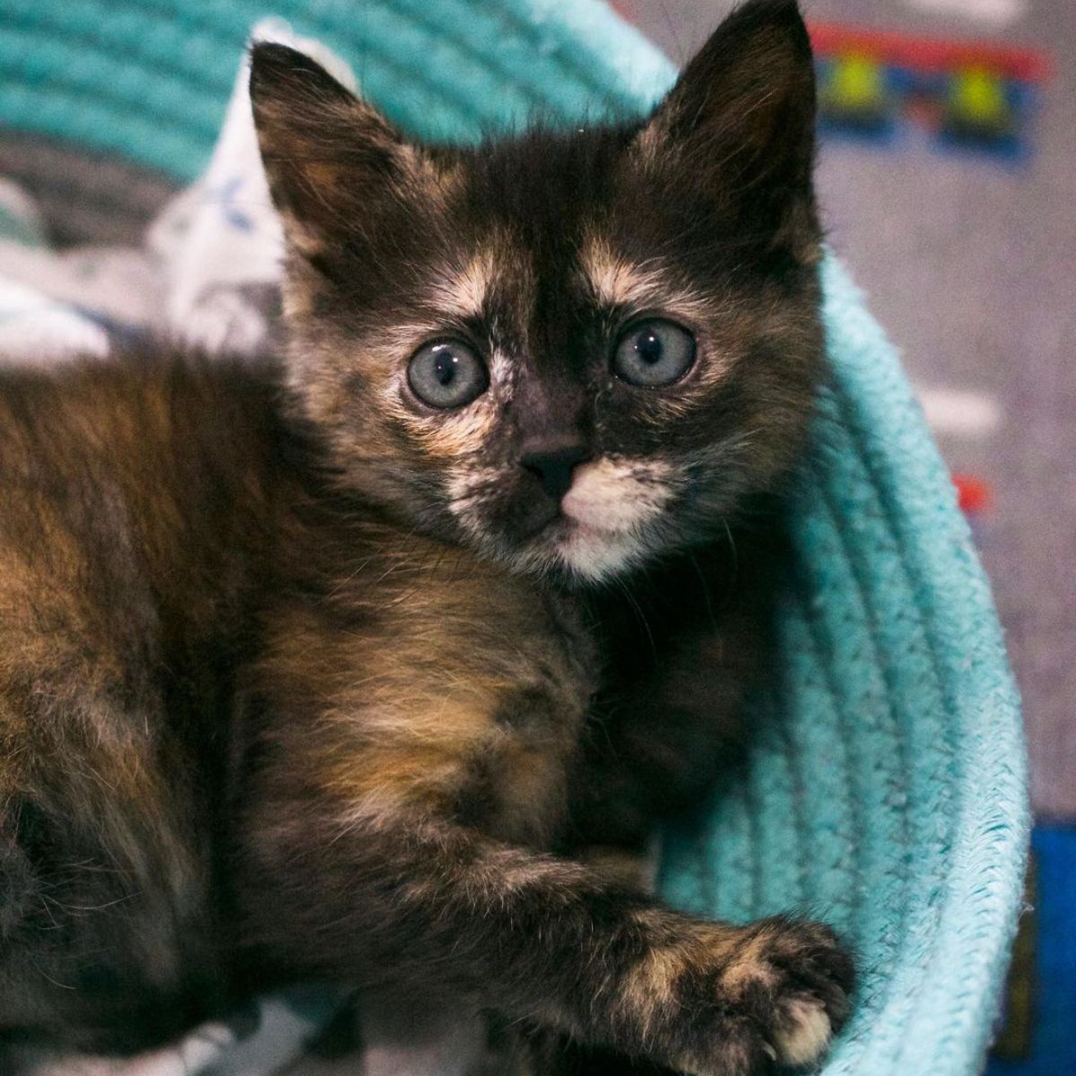 adorable little kitty