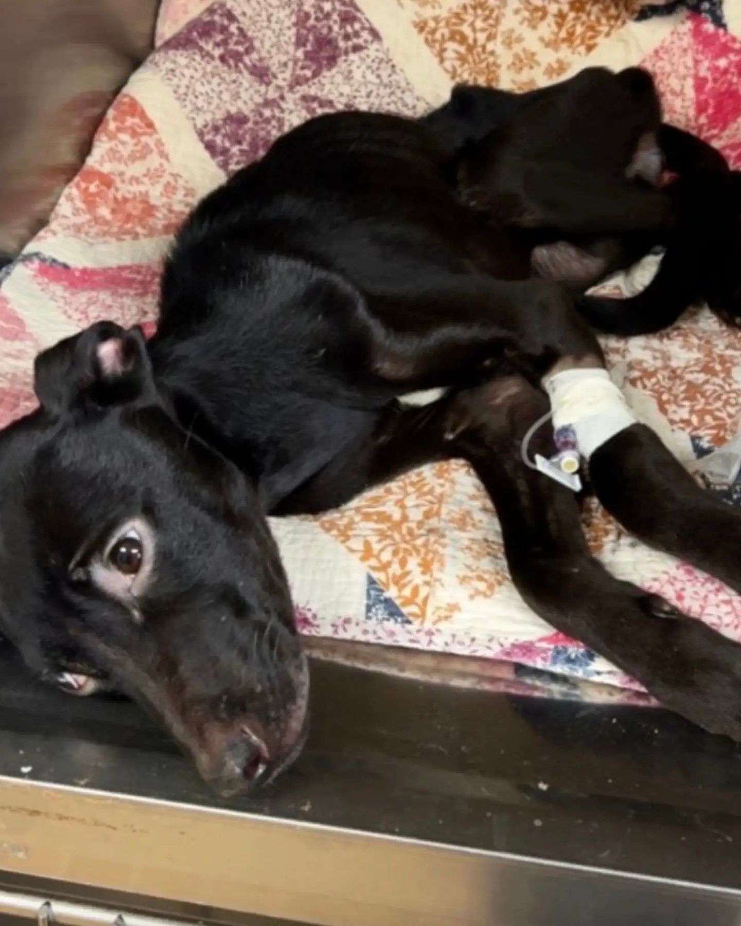 adorable poor black puppy