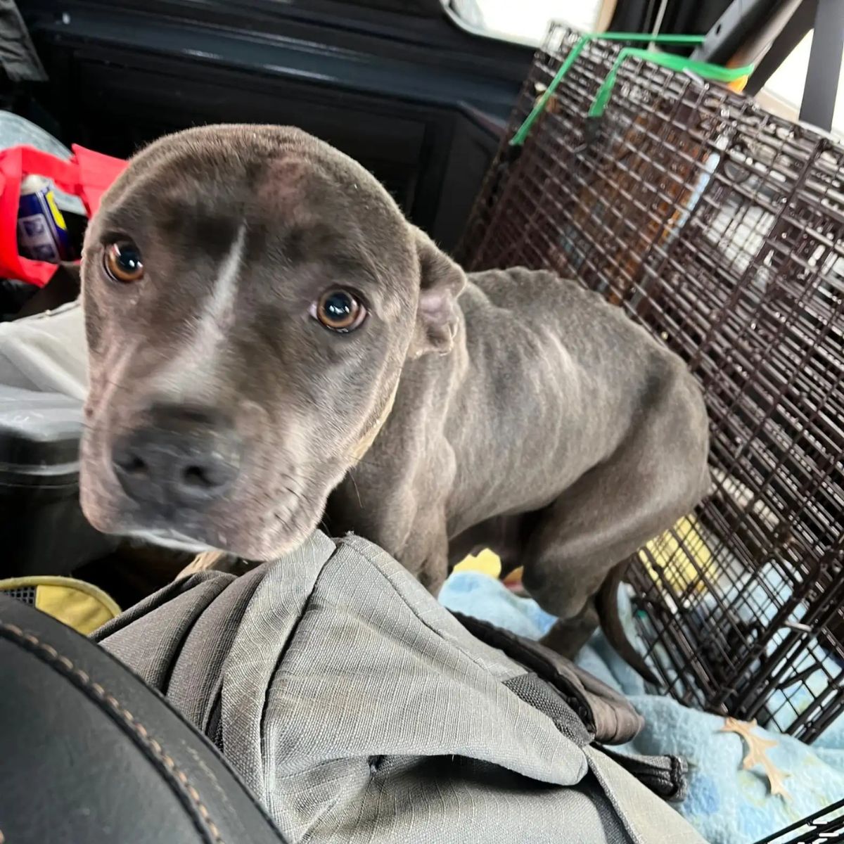 adorable puppy