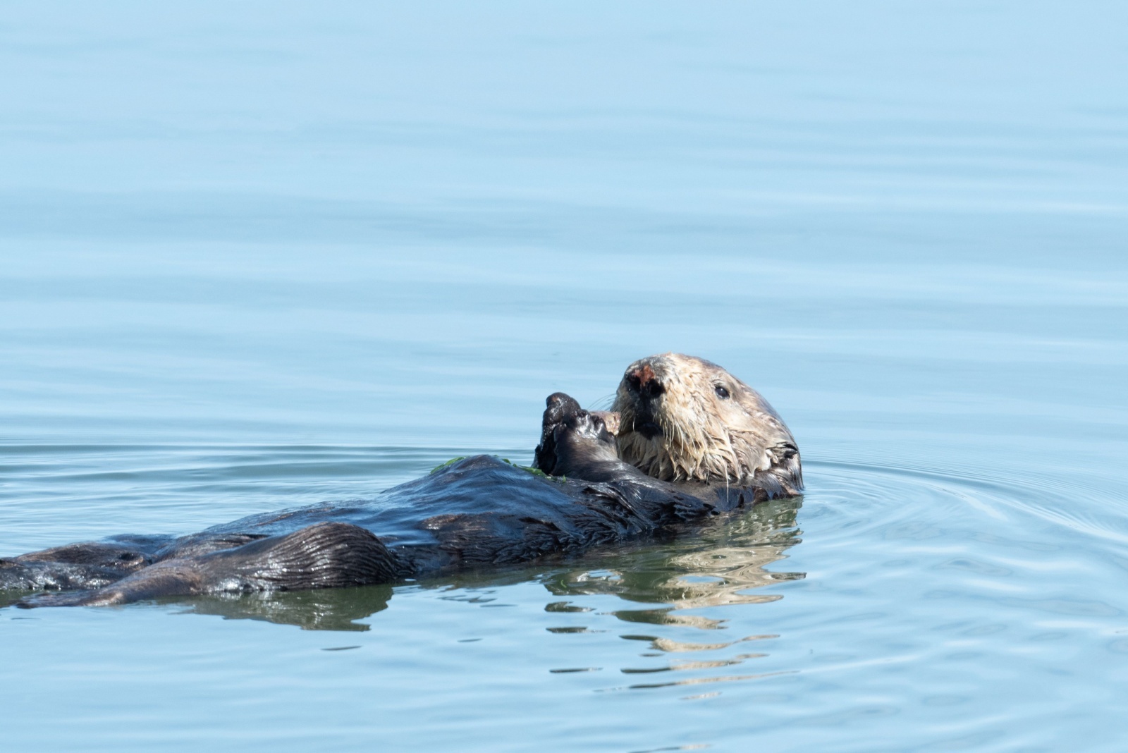 adorable sea otter enjoys