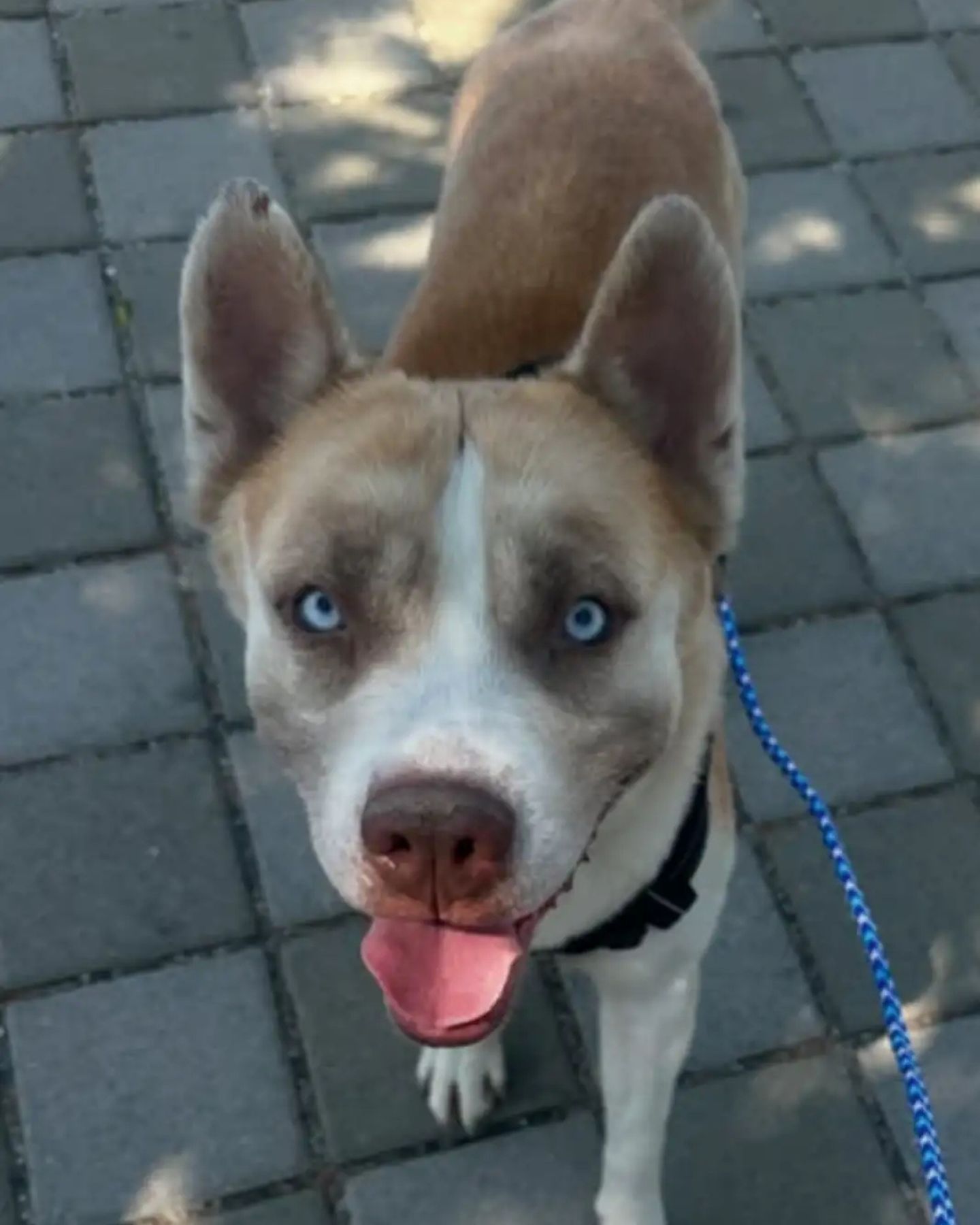 adorable senior dog