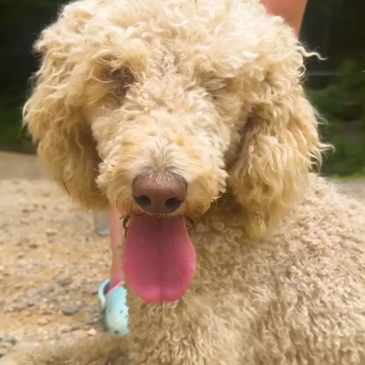 adorable white poodle