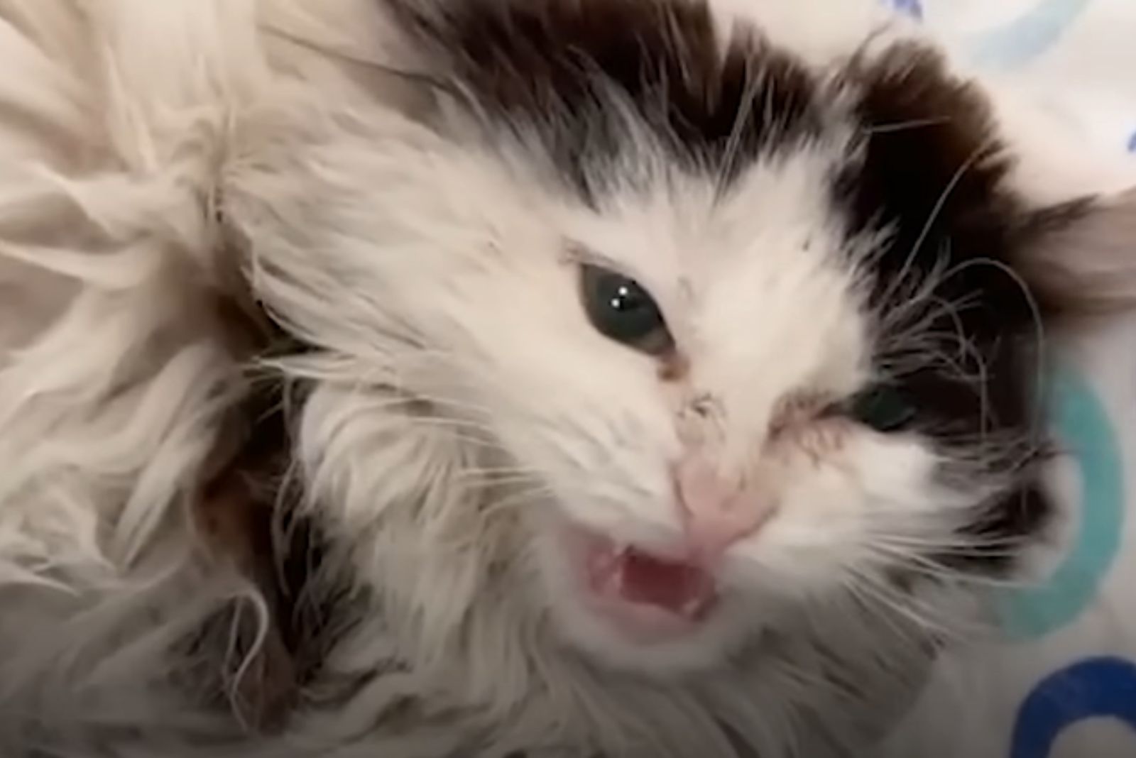 aggressive curly cat
