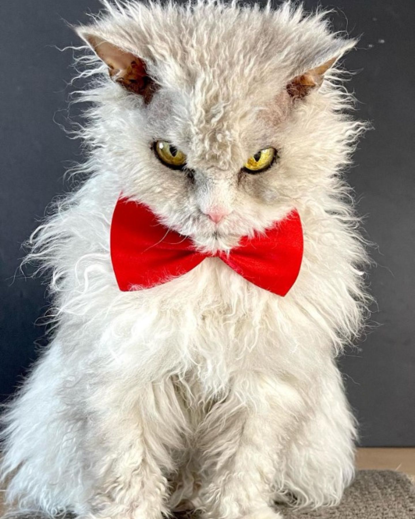 angry cat with fat around the neck