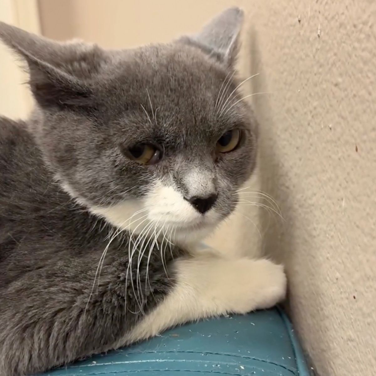 angry face of a gray cat