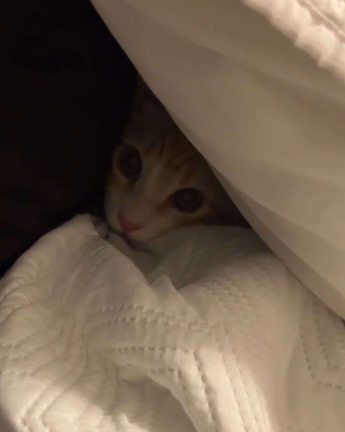 angry kitten is hiding