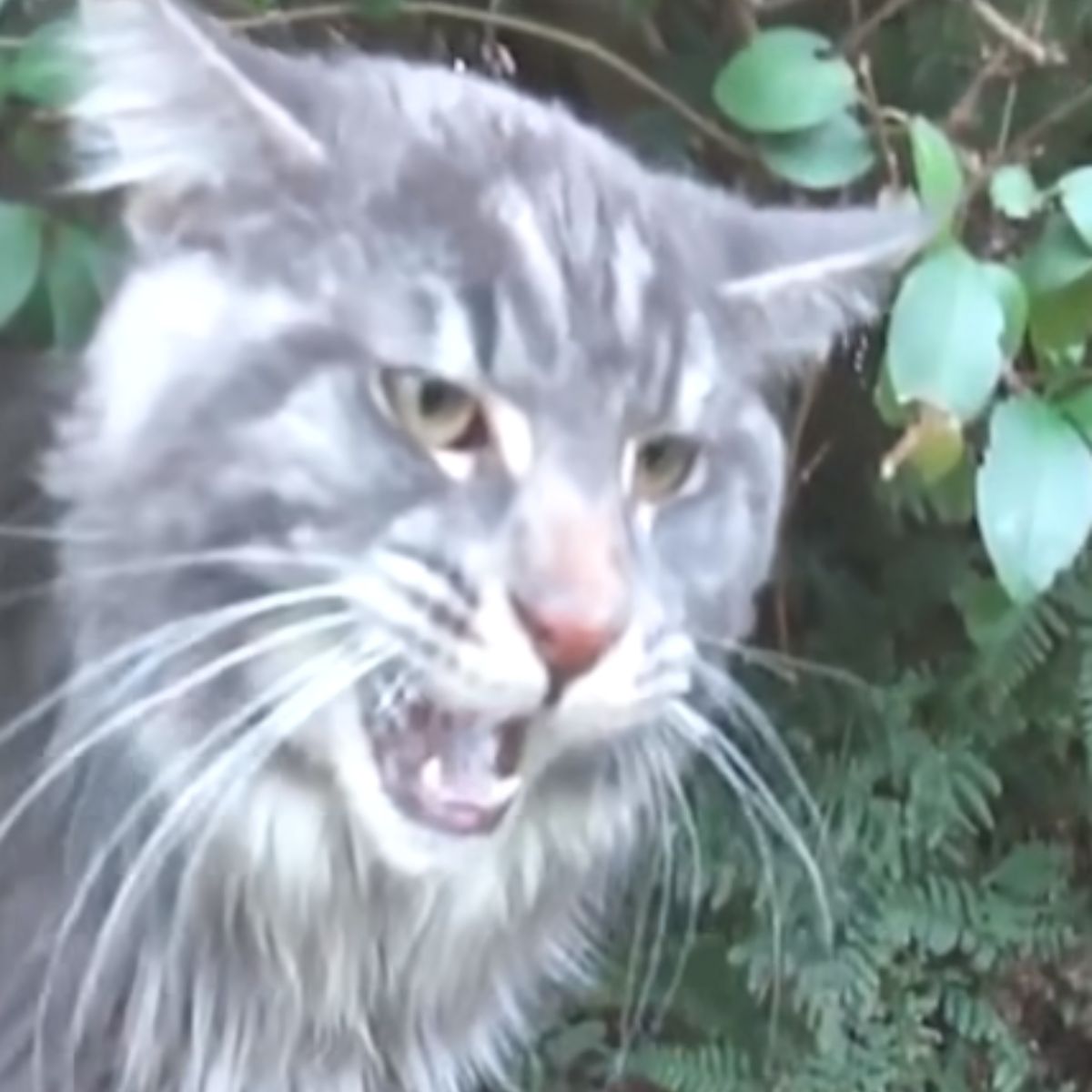 angry older cat