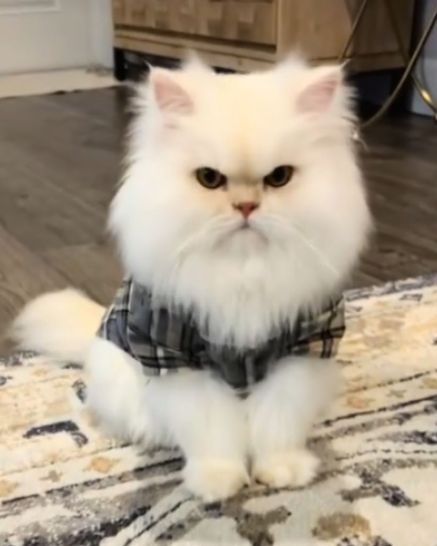 angry white fluffy cat