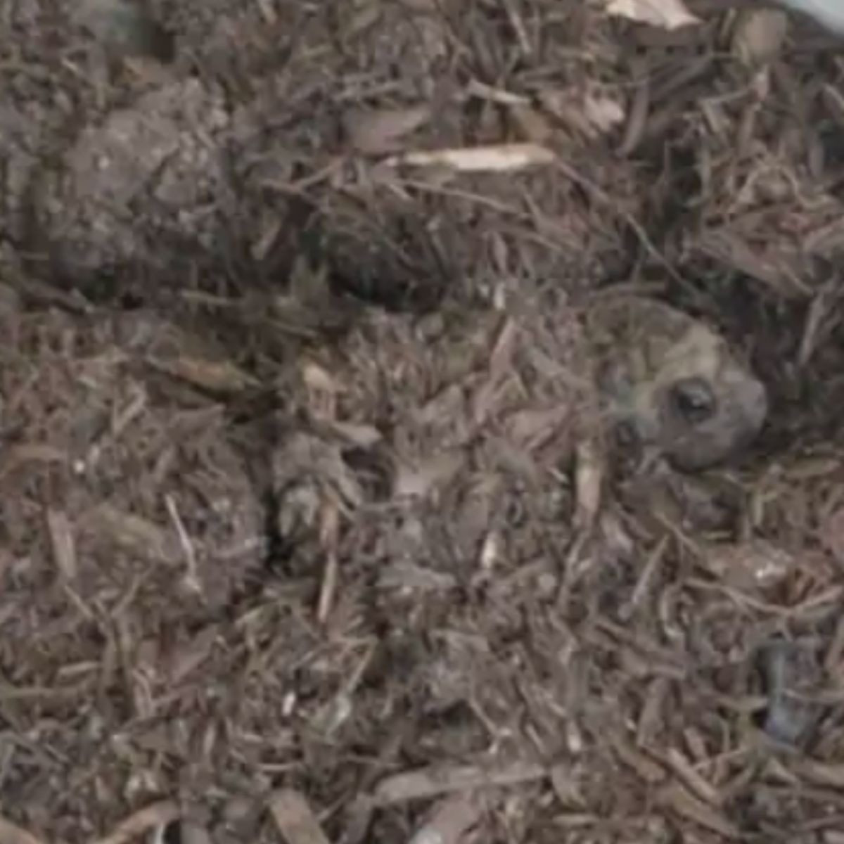 animal buried in mulch