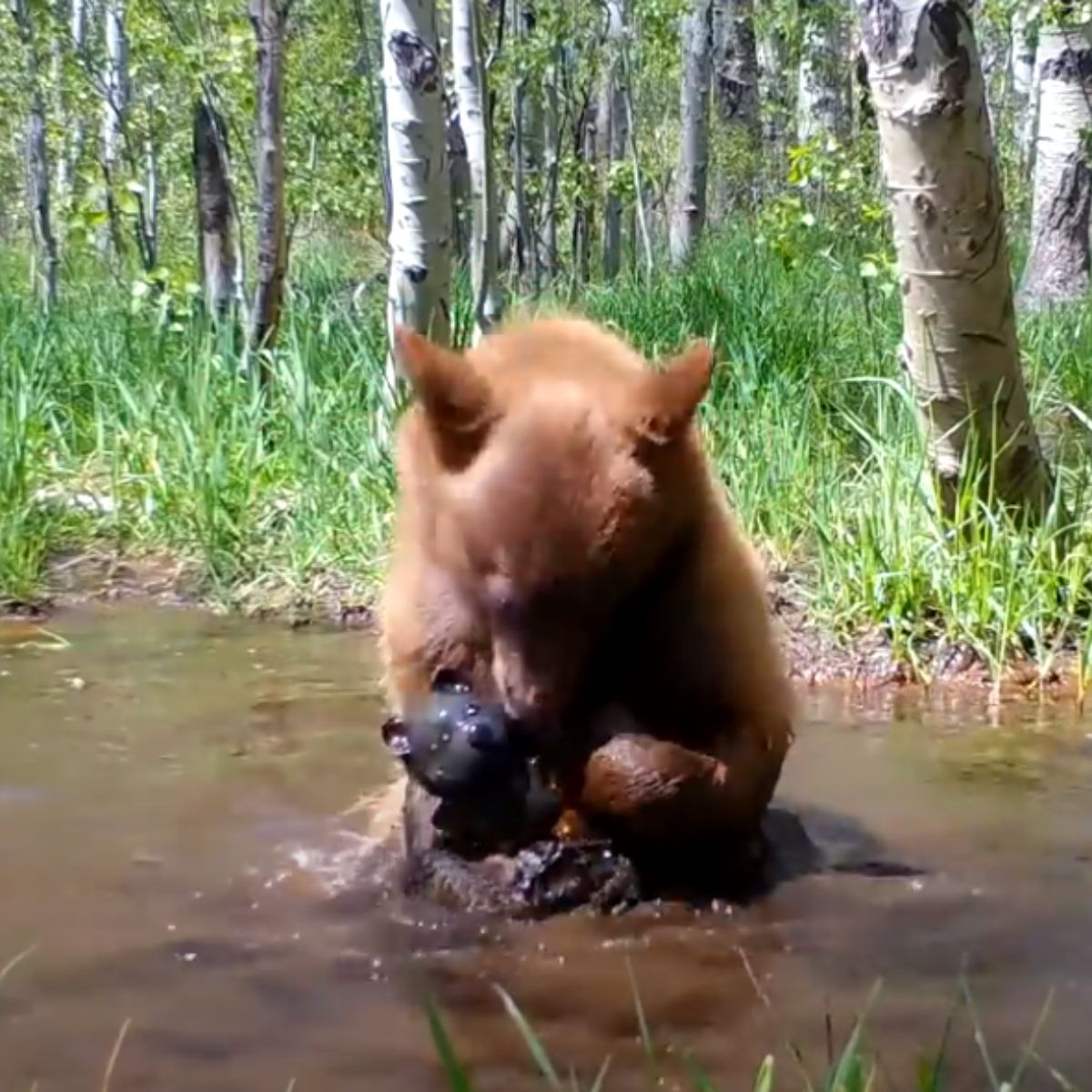 baby bear is playing with a teddy bear in the water