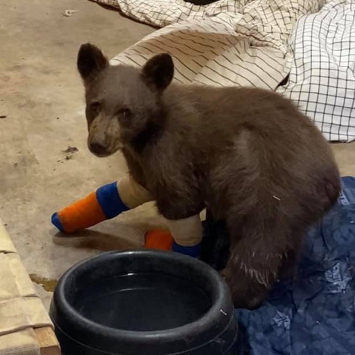 baby bear with injured legs
