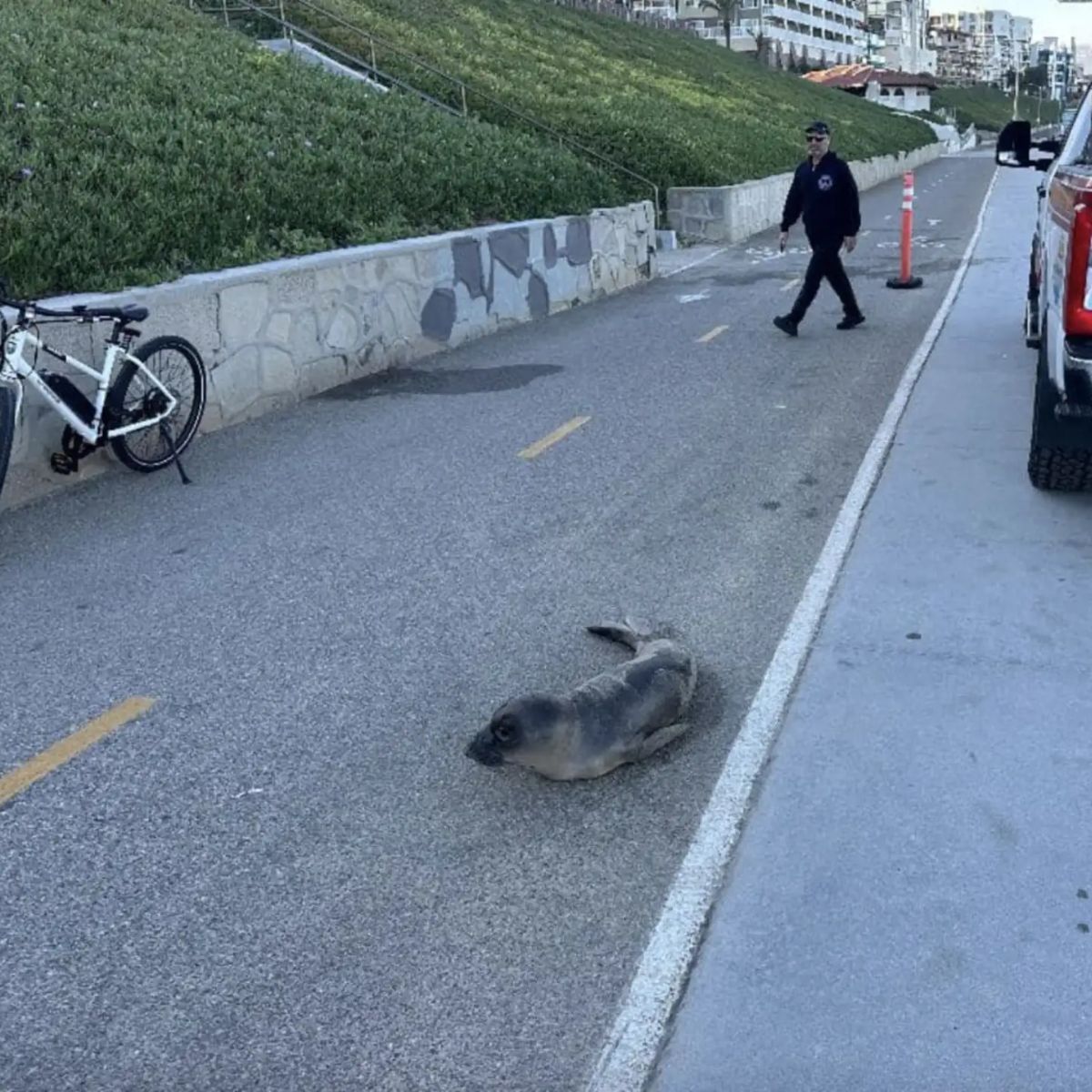 baby elephant seal on the road