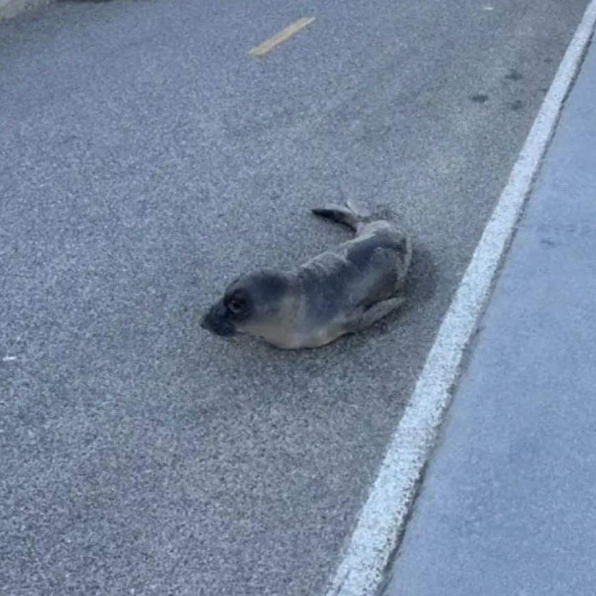baby elephant seal sad on the road