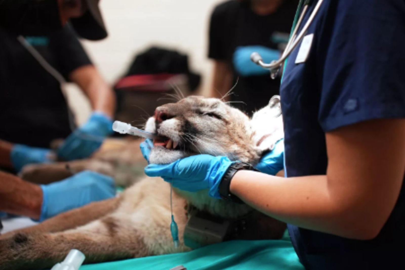 baby mountain lion struggles at the vet