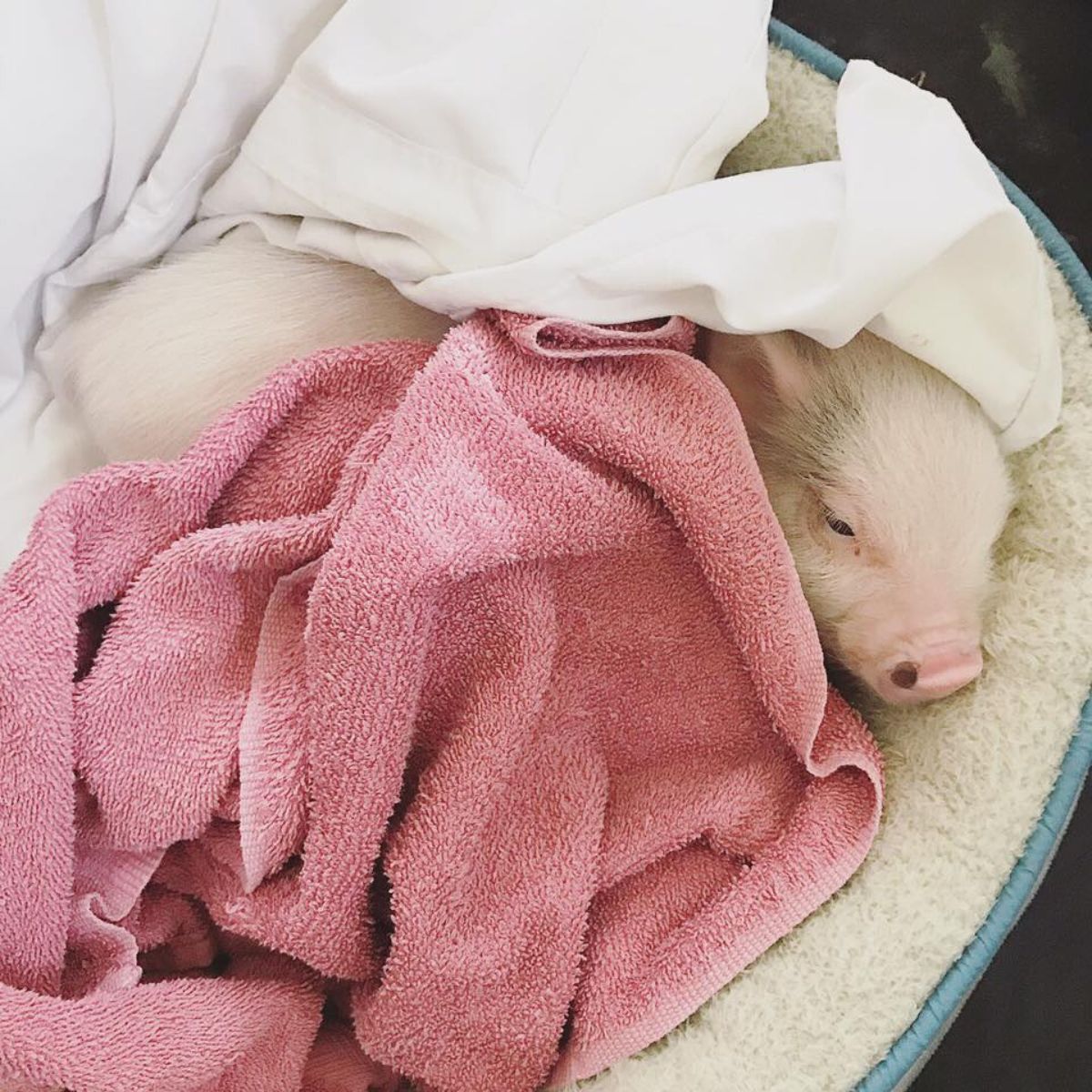 baby pig