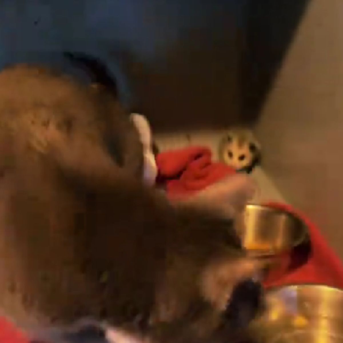 baby possum freaked out in a cat cage