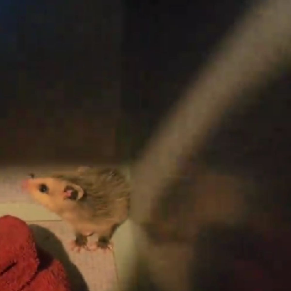 baby possum in a cat cage