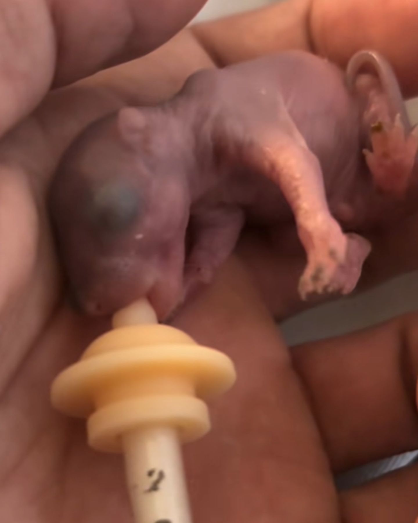 baby squirrel drinks from a syringe