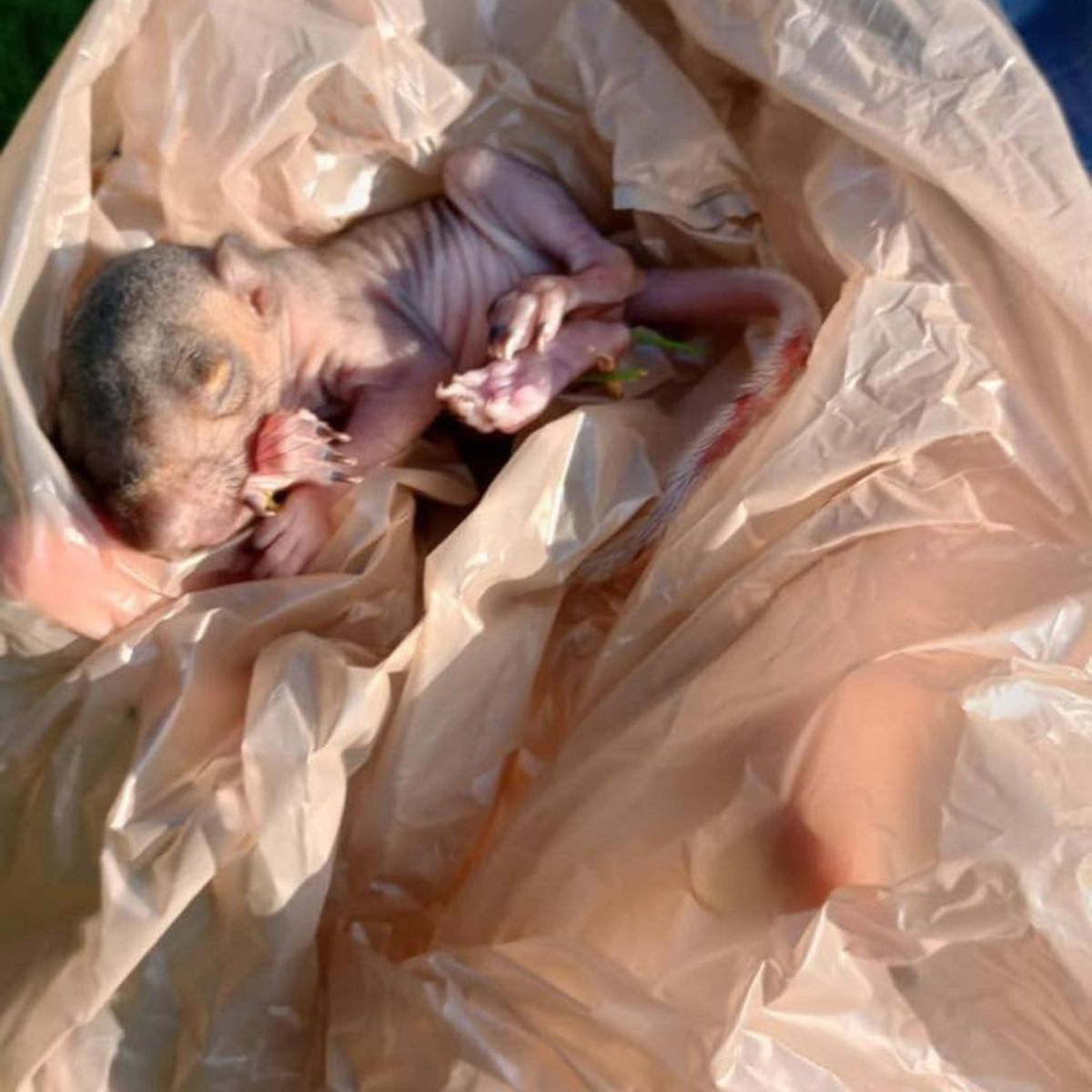 baby squirrel fallen from nest