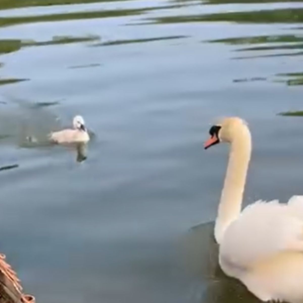 baby swan returns to her mother in the water