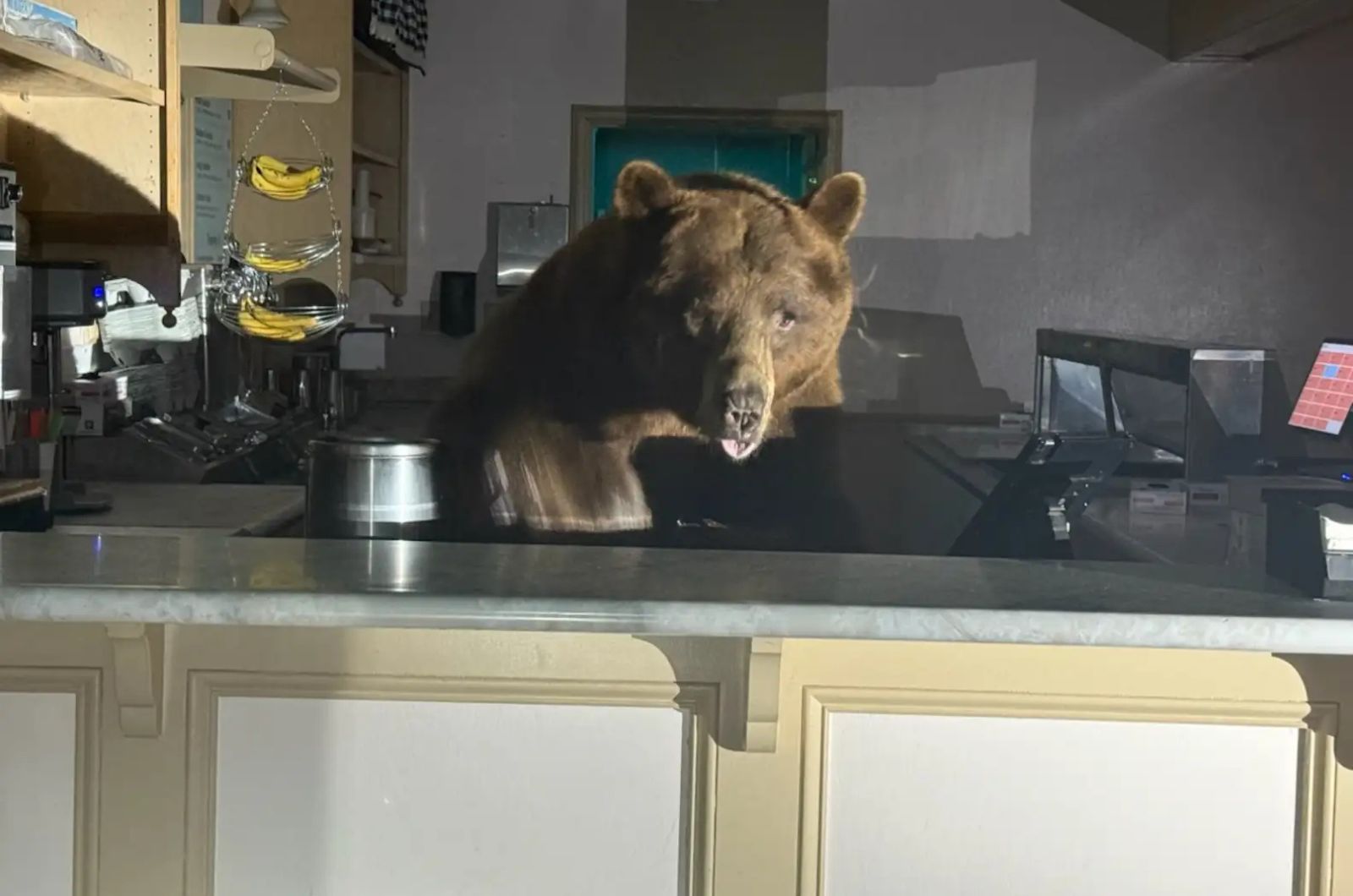 bear at the bar