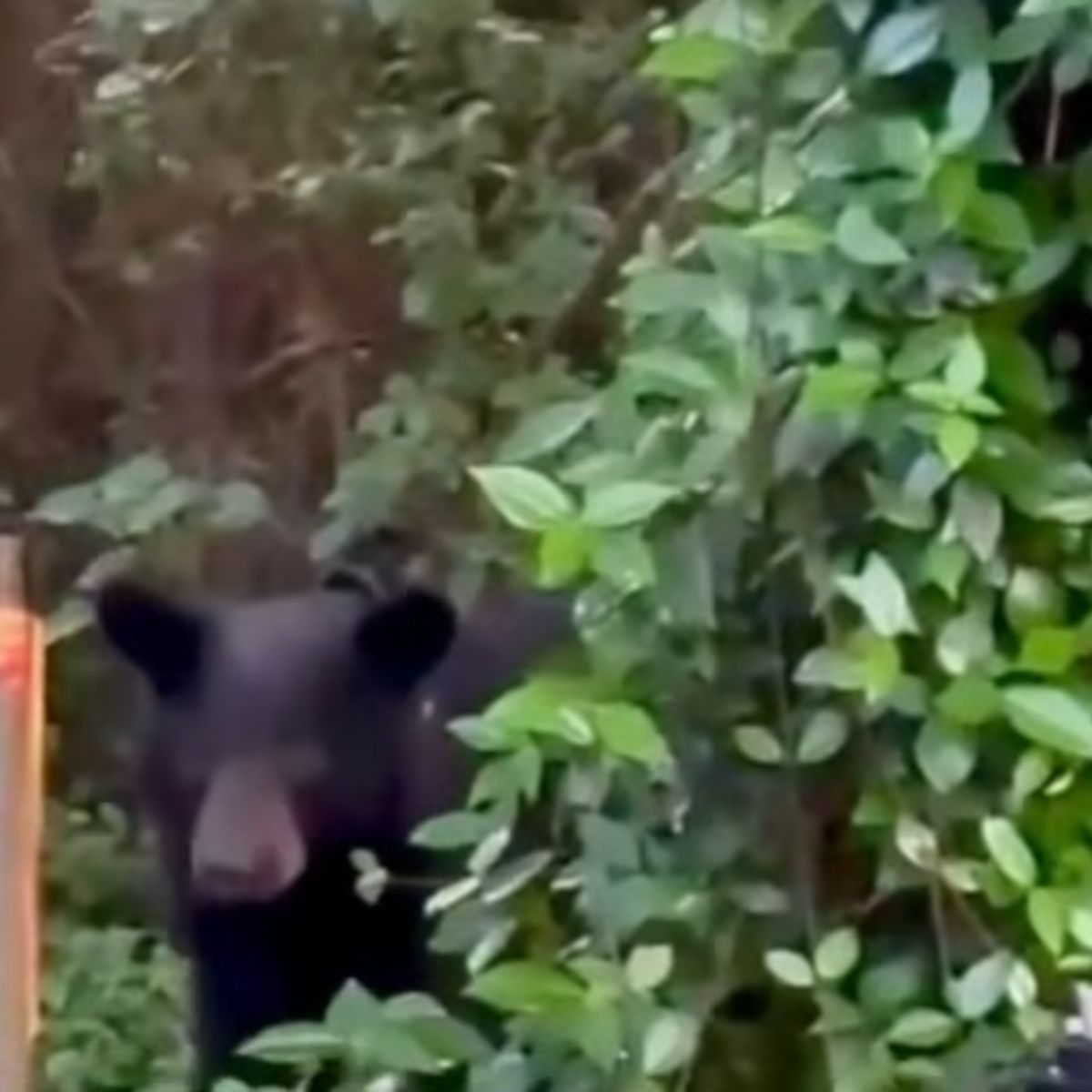 bear behind the bush