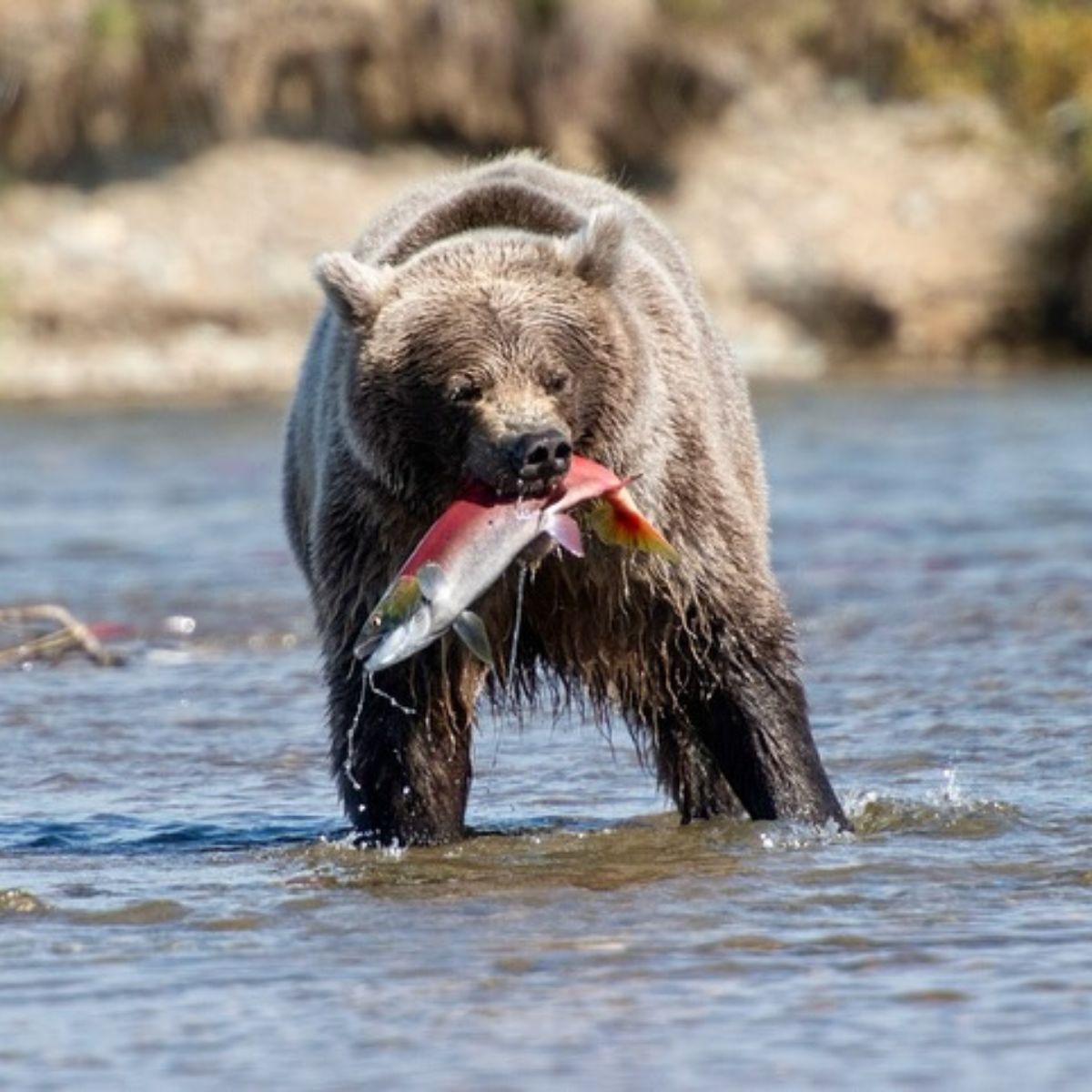 bear caught the fish