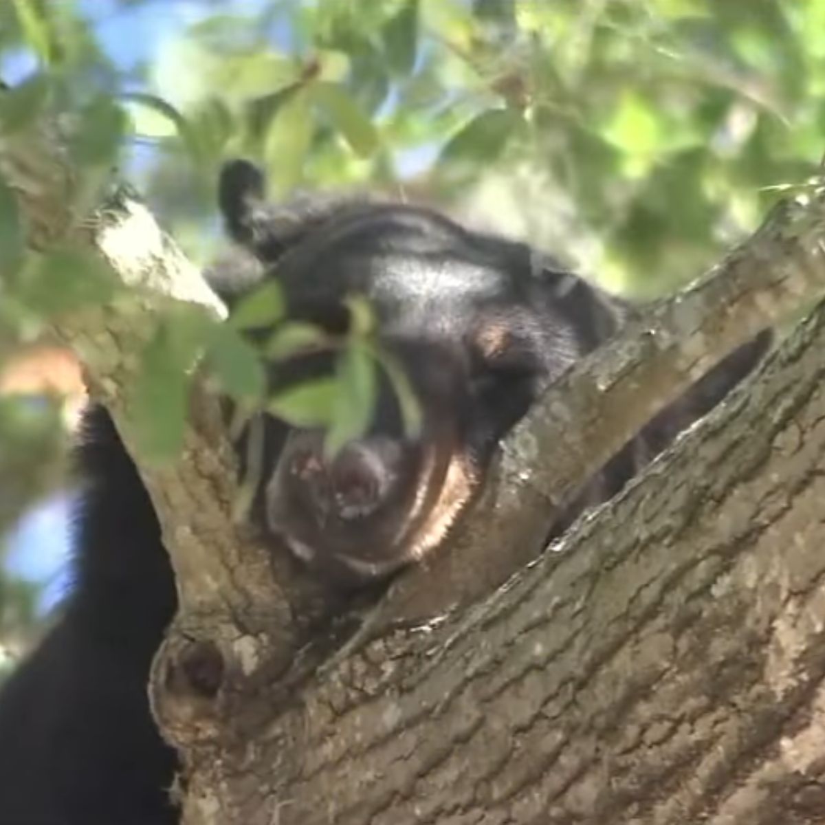 bear in a tree