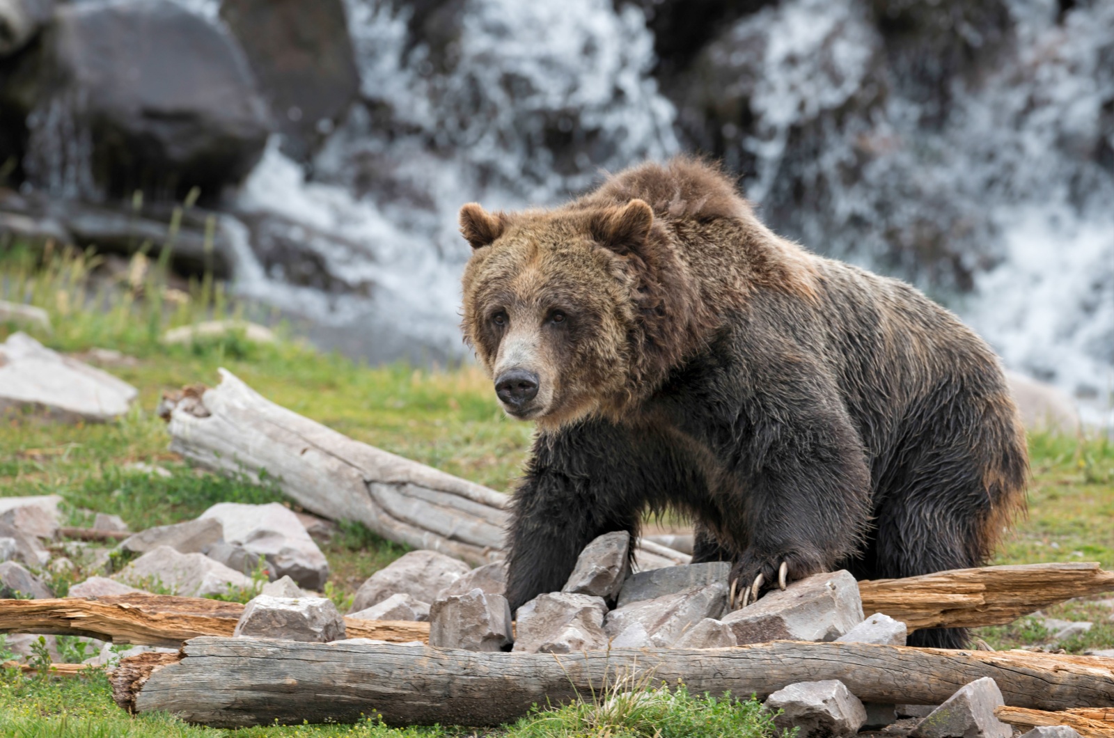 bear in nature