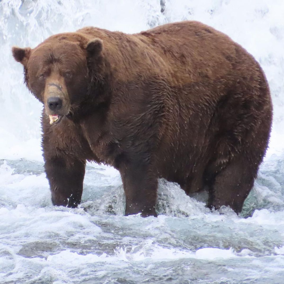 bear in the snow