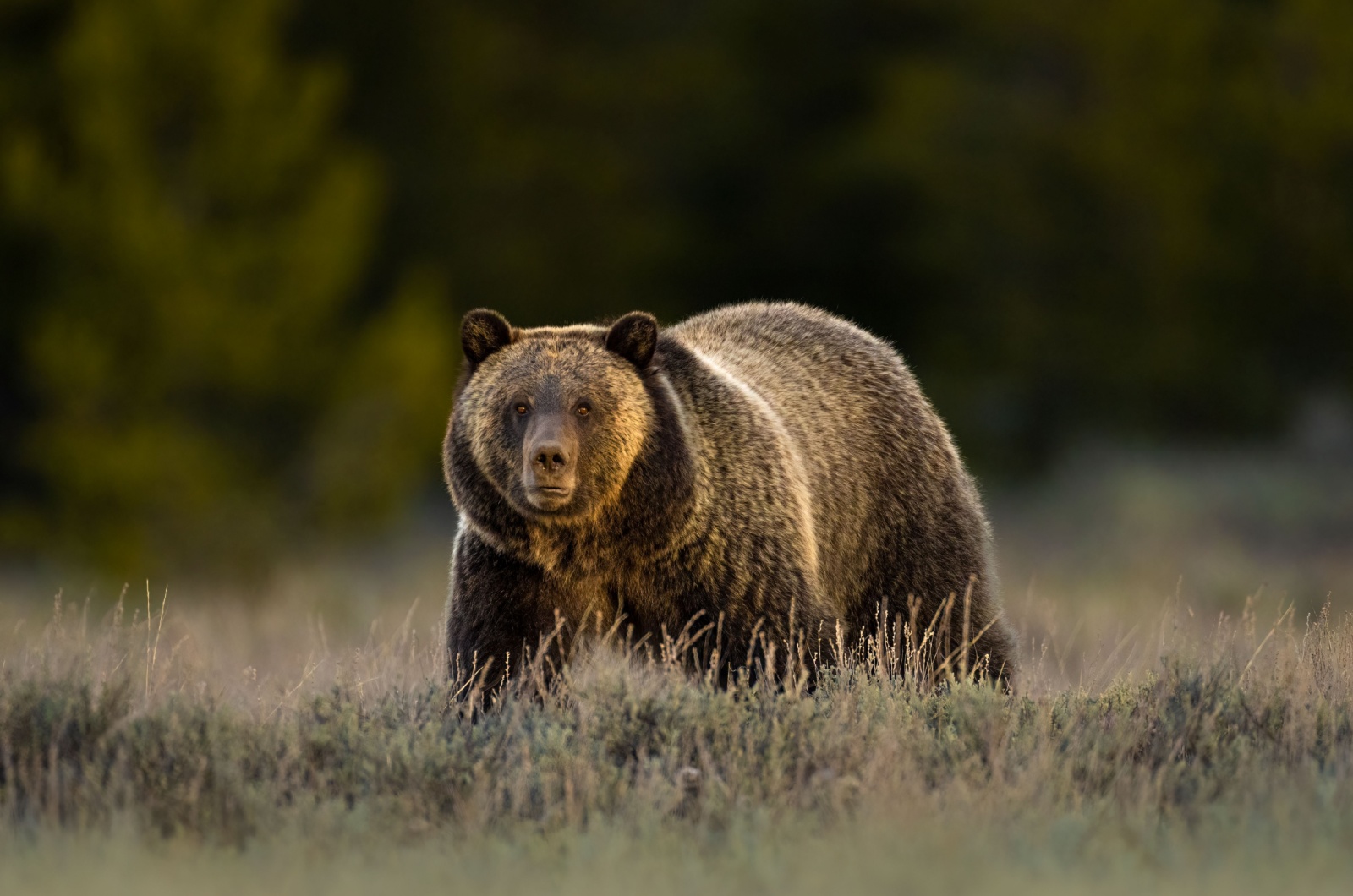 bear is looking at the camera