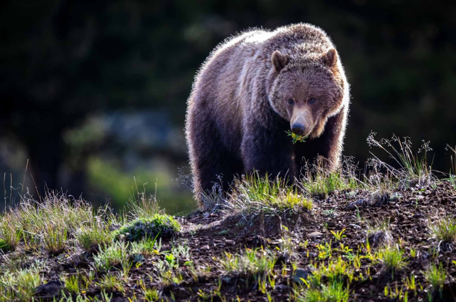 bear is walking