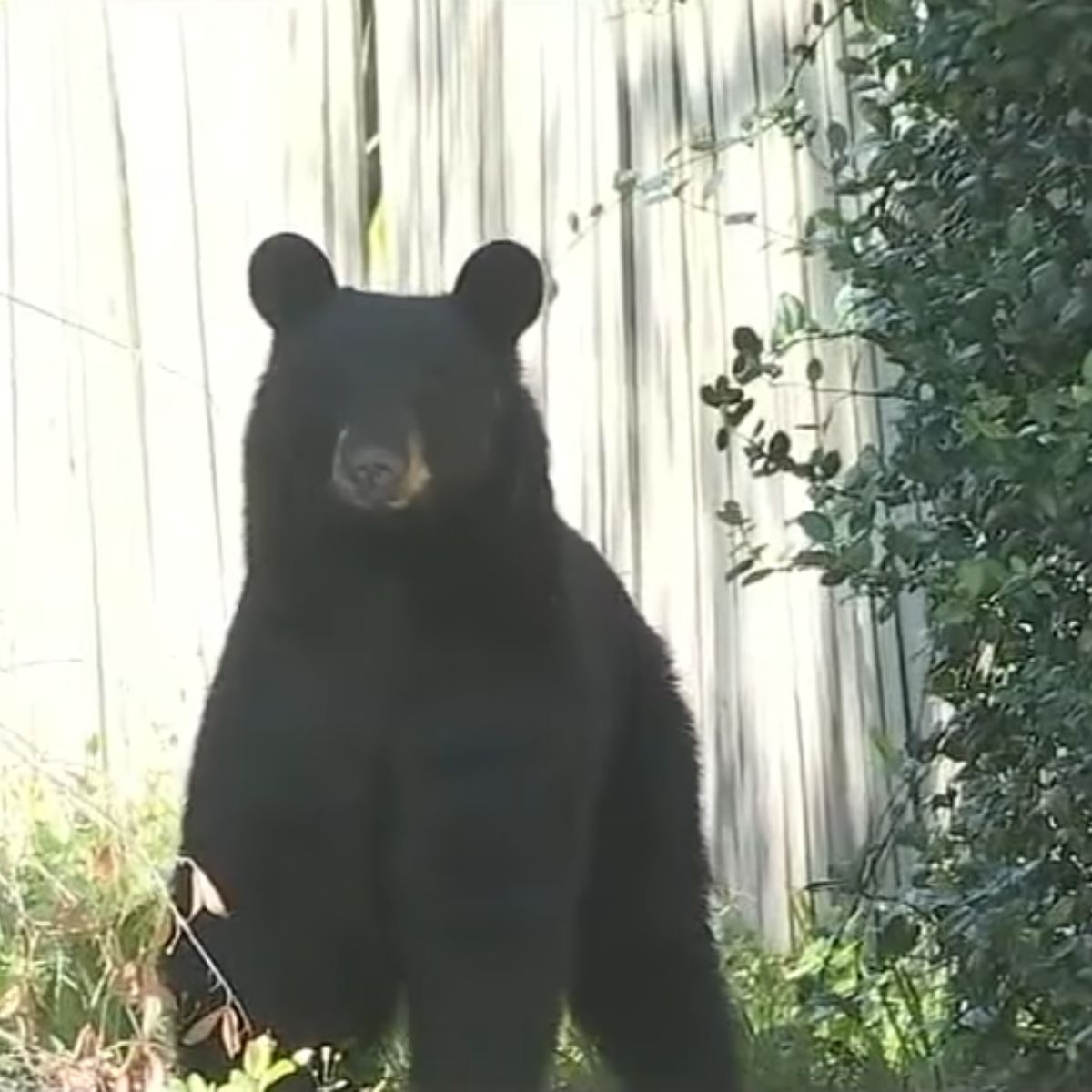 bear is watching